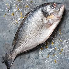 Sea Bream